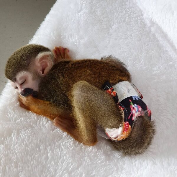 squirrel monkey for sale