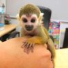 animal monkey for sale cheap
