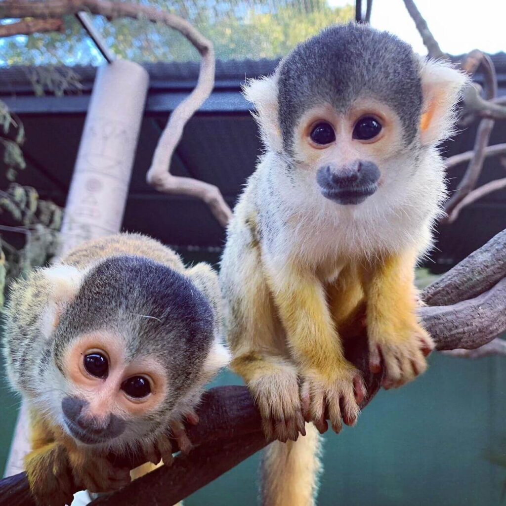 squirrel monkey breeders