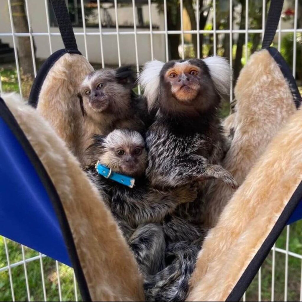 marmoset monkeys