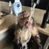 affordable house monkeys for sale