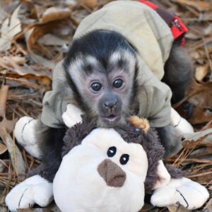 capuchin monkey adoption