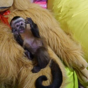 capuchin monkey for sale