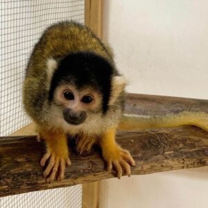 squirrel monkeys for sale