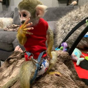 capuchin monkey for sale florida