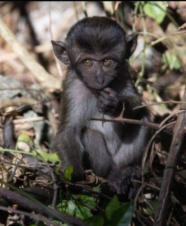 Capuchin monkeys for sale in texas