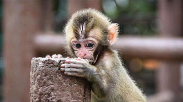 capuchin monkeys for sale near me